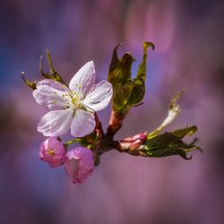 Close-up of cherry blossoms outdoors