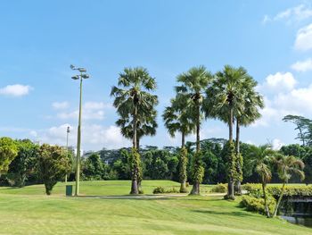 Palm trees on golf course against sky