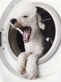 Close-up of dog yawning