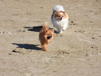 High angle view of  two pomeranian dogs running on beach