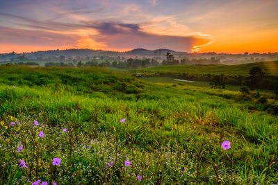 Scenic view of grassy field against sky during sunset