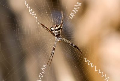 Close-up of spider on web