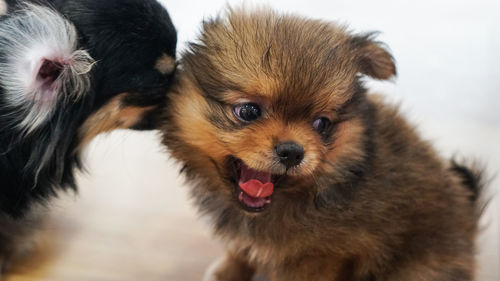Small cute puppy in pet shop