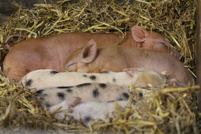 Pigs sleeping on hays