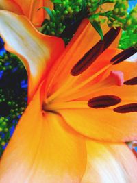 Close-up of orange day lily