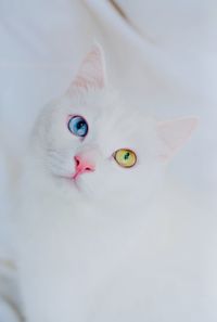 Close-up portrait of white cat