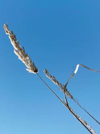 Low angle view of cables against clear blue sky