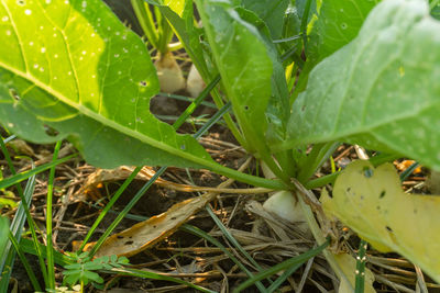 Close-up of fresh green plants on land