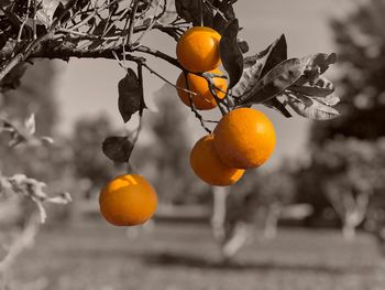 Orange fruits on tree
