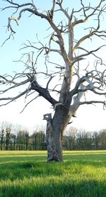 Tree on field against sky