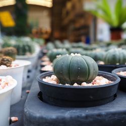 Close-up of food for sale at market stall