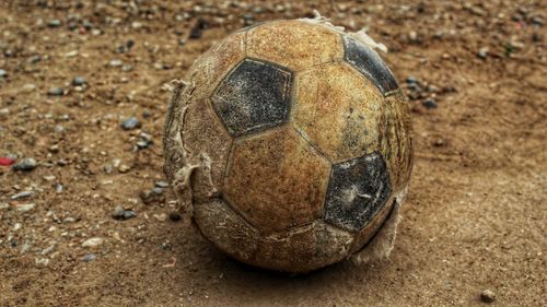 Close-up of turtle on field