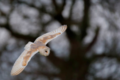 Close-up of owl flying