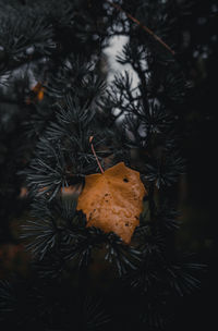 Close-up of christmas tree