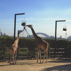 Giraffes standing on field against blue sky