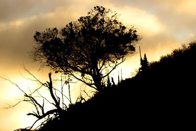 Silhouette of bare tree against cloudy sky