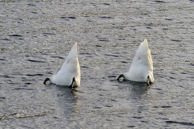 Swan swimming in lake