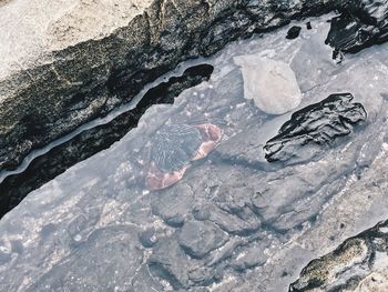 High angle view of hand feeding in water