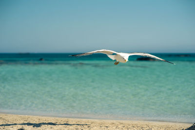 Seagull flying over beach against sky