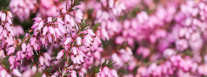 Close-up of pink flowering plant