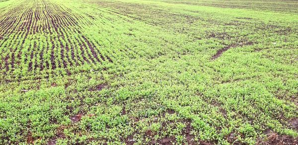 High angle view of crops on field