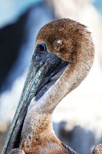 Close-up of a bird