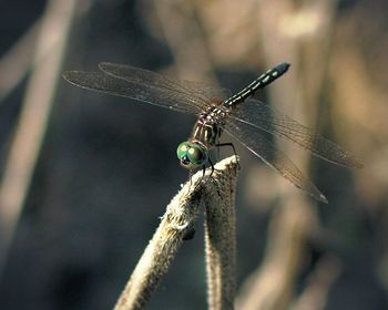 Close-up of damselfly on leaf