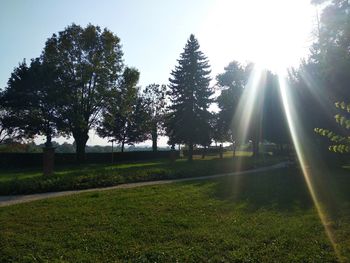Sunlight streaming through trees on field during sunny day