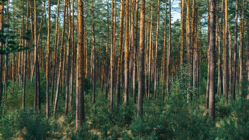 Pine trees in forest