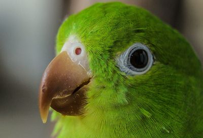 Close-up of parrot head showing beak and eye