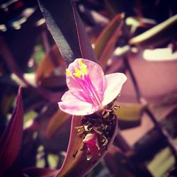 Close-up of flower