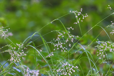 grass