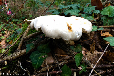 High angle view of mushroom growing on field