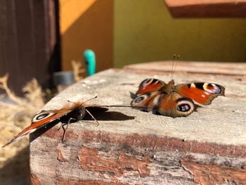 Close-up of butterfly on wall