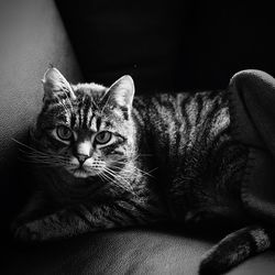 Close-up portrait of cat lying on bed