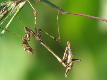 Close-up of insect on plant