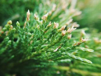 Close-up of plant