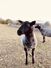 Sheep standing in a field