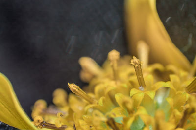 Close-up of yellow flowers blooming in garden