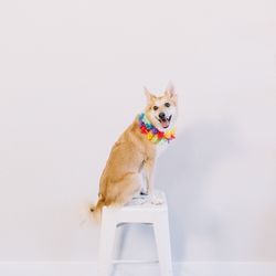 Portrait of a dog against white background