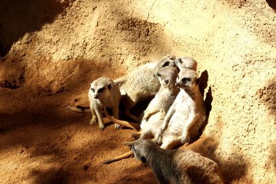 High angle view of animals on rock