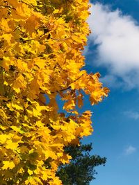 Low angle view of yellow tree against sky