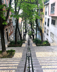 Footpath amidst trees and buildings in city