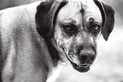 Portrait of a dog