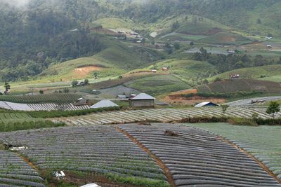 High angle view of agricultural field