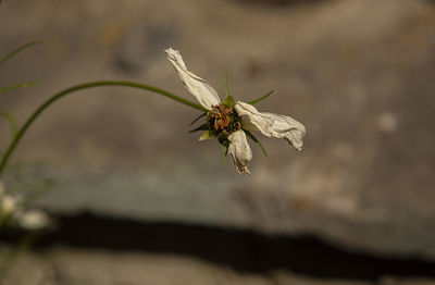 Close-up of wilted flower