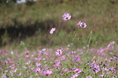 Close-up of pink cosmos flowers on field