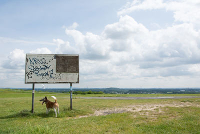 Dog standing under signboard