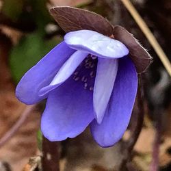 Close-up of purple flowering plant