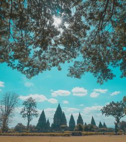 Low angle view of trees on field against sky